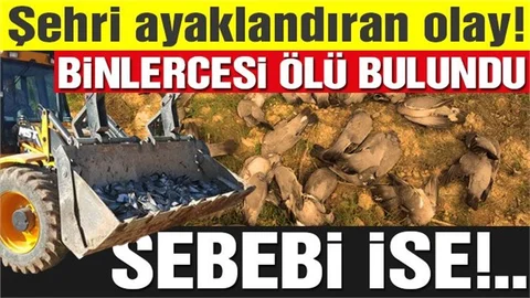 Şanlıurfa’da kuş ölümleri halkı tedirgin ediyor