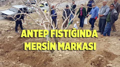 Mersin, Antep Fıstığında Marka Olma Yolunda
