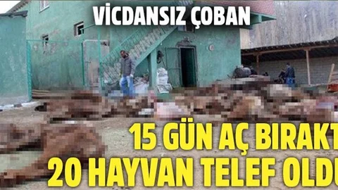 Çobanın aç ve sussuz bıraktığı 20 büyükbaş hayvan telef oldu