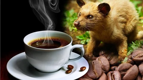 Hayvan Dışkısından Elde Edilen Dünyanın En Pahalı Kahvesi Kopi Luwak