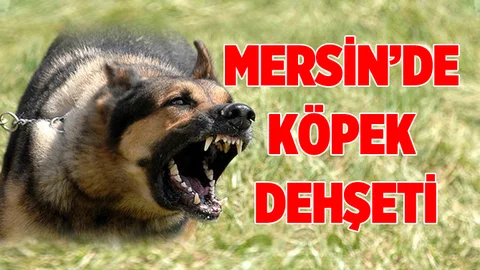 Mersin'de Köpek Saldırına Uğrayan Kadın Ölümden Döndü