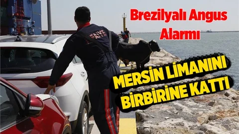Mersin'de Angus Kaçtı, Mersin Limanı'nı Birbirine Kattı
