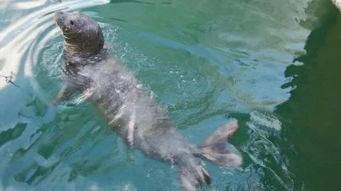 Nesli Tükenmekte Olan Akdeniz Foku Mersin’de Görüldü