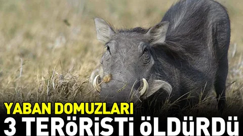 Yaban domuzları 3 terörist öldürdü
