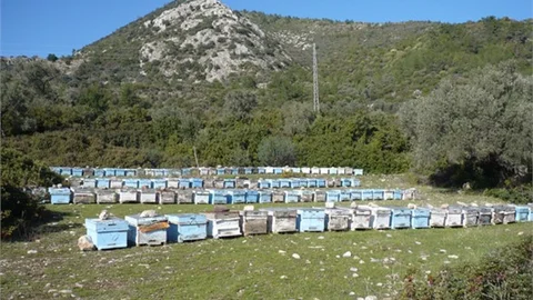 Tarsus'ta 80 Adet Arı Kovanı Çalındı