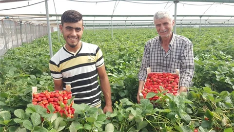 Büyükşehir, Çilek Üreticisinin de Yanında