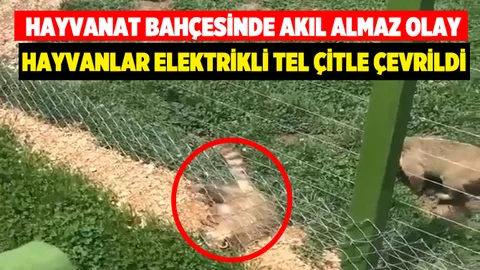 Eskişehir'de hayvanlara elektrik veren hayvanat bahçesi
