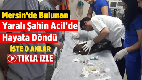 Yaralı Bulunan Yaralı Şahin Tarsus Devlet Hastanesinde Tedavi Edildi