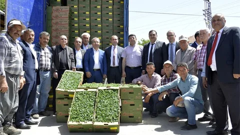 Mersin Büyükşehir’den Üreticiye 260 Bin Domates Fidesi