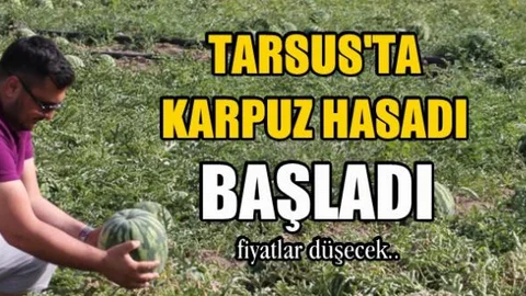 Mersin'de Turfanda Karpuz Hasadı Yapılmaya Başlandı