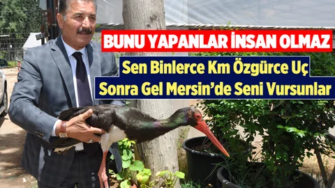 Mersin'de Vurulmuş, Lider Leylek Bulundu