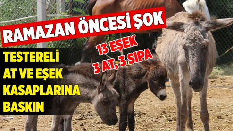Testereli at ve eşek kasaplarına şok baskın