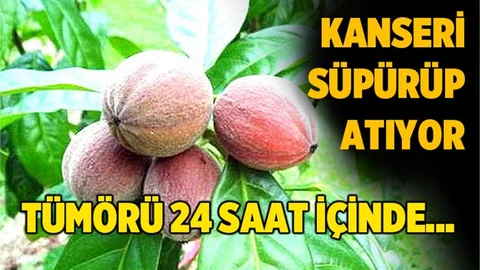 'Blushwood' meyvesi kanserin kökünü kazıyor!