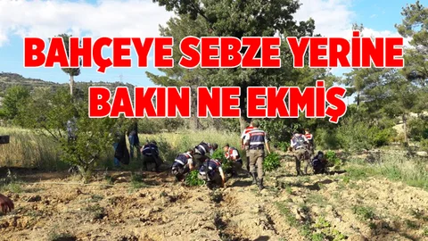 Mersin'de Bir Kişi Bahçesine Esrar Ekmiş