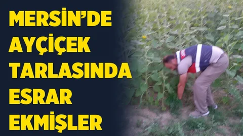 Tarsus’ta bin 50 kök hint keneviri ele geçirildi