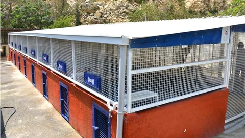 Büyükşehir'den Köpekler İçin Otel Konforunda Padok