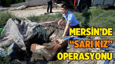 Mersin İtfaiyesinden İnek Kurtarma Operasyonu