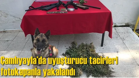 Mersin Çamlıyayla'da Kenevir(Esrar) Yetiştirenler Fotokapan Sayesinde Yakalandı