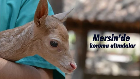 Mersin'de koruma altındalar