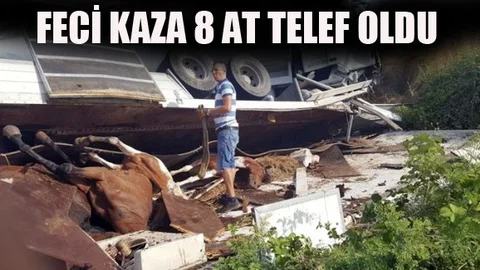 Feci Kazada 2 Kişi Yaralandı, 8 At Telef Oldu