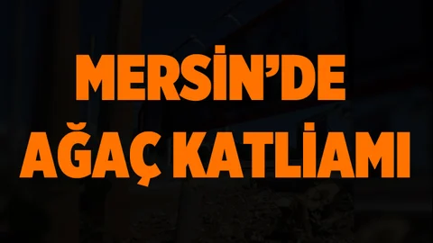 Mersin'de Ağaç Katliamı