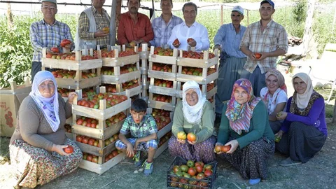 Çamlıyayla’da Bereketli Domates Hasadı