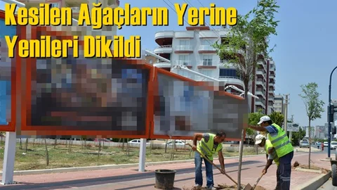 Mersin'de Reklam Firması Tarafından Kesilen Ağaçların Yerine Yenileri Dikildi
