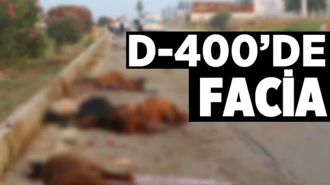 Otomobil Koyun Sürünün İçine Daldı