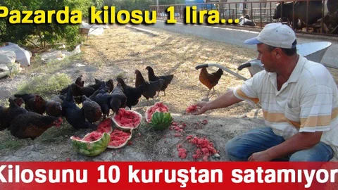 Elde Kalan Karpuzu İnek ve Tavuklara Yediriyor