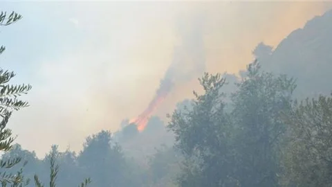 Adana’da orman yangını