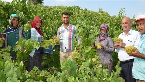 Tarım'da Üreticilerin Yüzü Güldü, Bol Yağış Üzüm Verimini Arttırdı