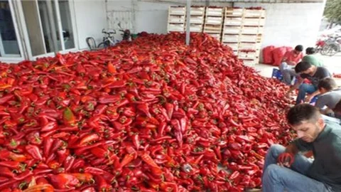 Mersin' ve Akdeniz Bölgesinde Gelir Kapısı Olan, Salçalık biber hasadı başladı; işte fiyatı