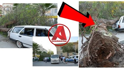 Mersin'de 8 Aylık Hamile Kadının Bulunduğu Aracın Üzerine Ağaç Devrildi