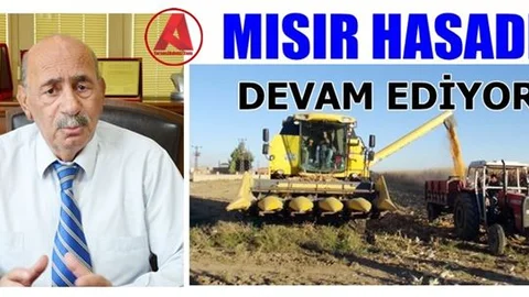 Tarsus'ta Mısır Hasadı Devam Ediyor