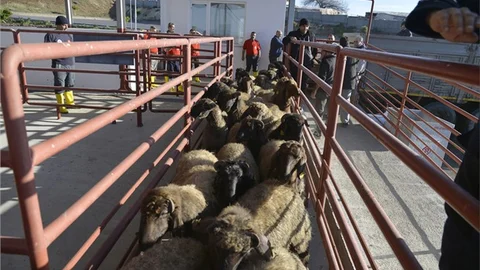 Sağlıklı ve Güvenli̇ Kesi̇m Büyükşehir'den