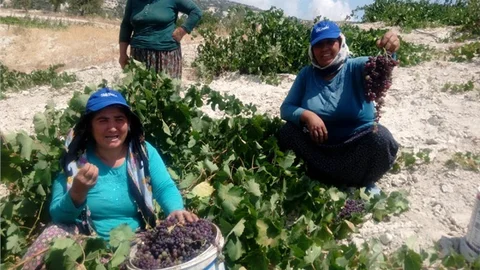 Gülnar’da Kişniş Üzümü Hasadı Yapılıyor