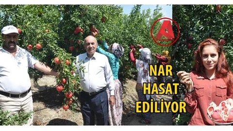 Türkiye’nin Nar Merkezi, Bölgede Erkenci Nar Hasadı Başladı