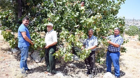 Mersin’de Antep Fıstığı Bereketi