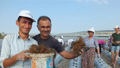 Yeni Fide Dikimine Başlanan Silifke Çileği Tescilleniyor