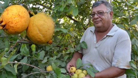 Silifke'de Guava Hasadı Başladı