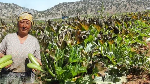 Silifkeli Çiftçiyi Mihrican Vurdu