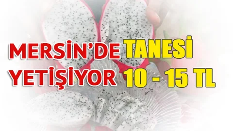 Mersin'de Yetişiyor Tanesi 10 - 15 TL'ye Satılıyor, Ejder Meyvesi (Pitahaya)