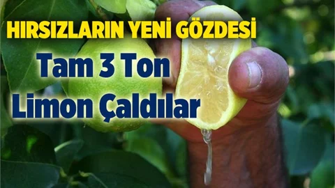 Mersin'de 3 Ton Limona Çalındı