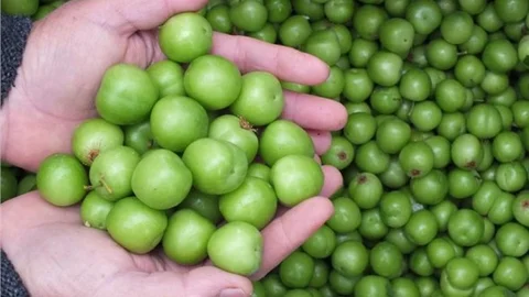 Çukurova Meyve Sektöründe