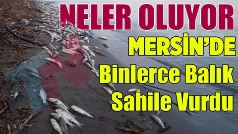 Mersin'de Yüzlerce Balık Sahile Vurdu