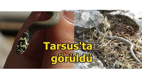 Bolkar Uysal Yılanı, Mersin Tarsus’ta görüldü
