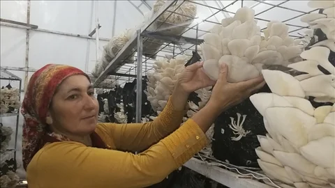 Genç Çiftçiler İstiridye Mantarında İlk Hasat Başladı