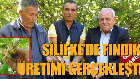 Mersin Silifke'de Fındık Üretimi Yapılarak Satışı Başladı