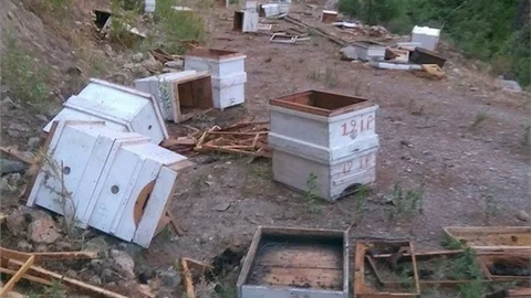 Mersin'de Ayılar Korkuttu