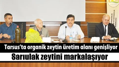 Tarsus’ta organik zeytin üretim alanı genişliyor, Sarıulak zeytini markalaşıyor
